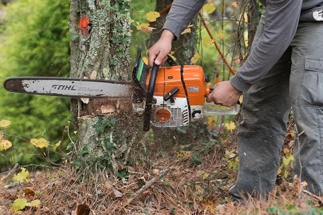 perkhidmatan_tebang_dan_potong