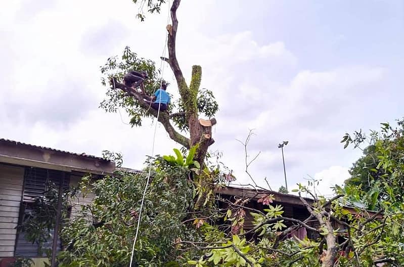 servis potong pokok 1